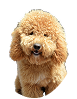 Goldendoodle